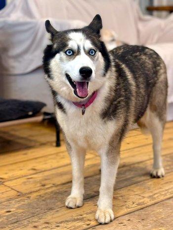 Enlarge Ava, a Adoptable mixed breed in Bedford Hills, NY image 4/6