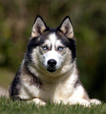 Enlarge Ava, a Adoptable mixed breed in Bedford Hills, NY image 2/6