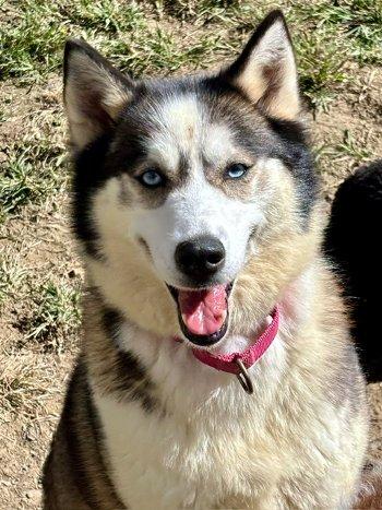 Enlarge Ava, a Adoptable mixed breed in Bedford Hills, NY image 3/6