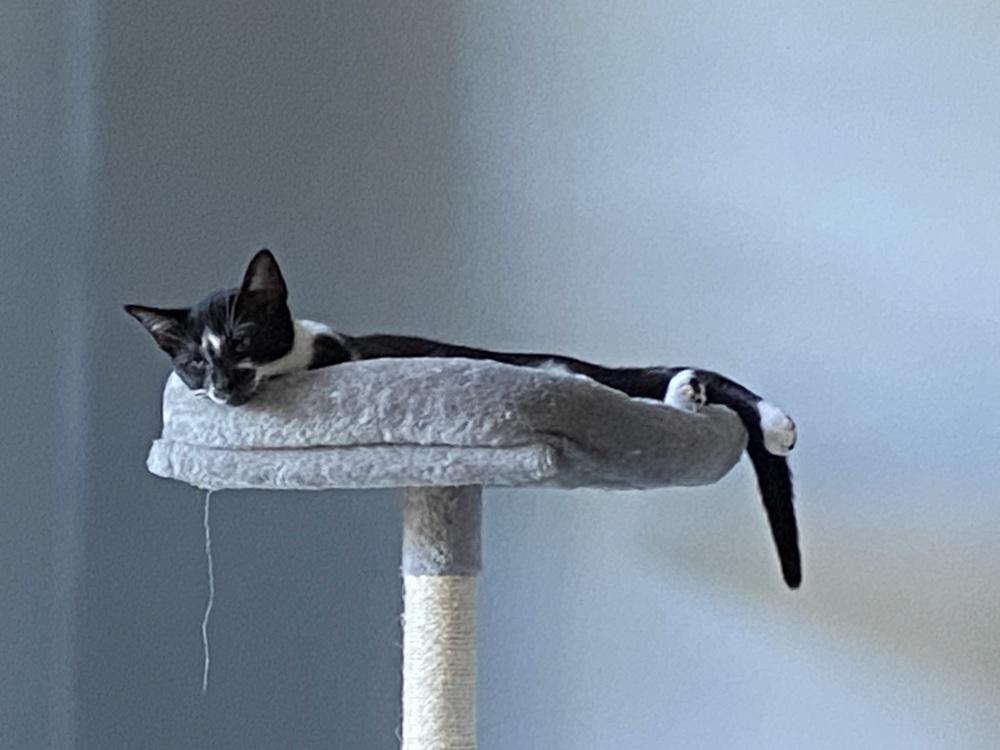 Enlarge Emmy, a Adoptable Domestic Short Hair in Henrico, VA image 1/4