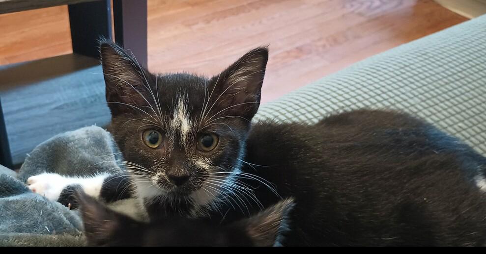 Enlarge Emmy, a Adoptable Domestic Short Hair in Henrico, VA image 2/4