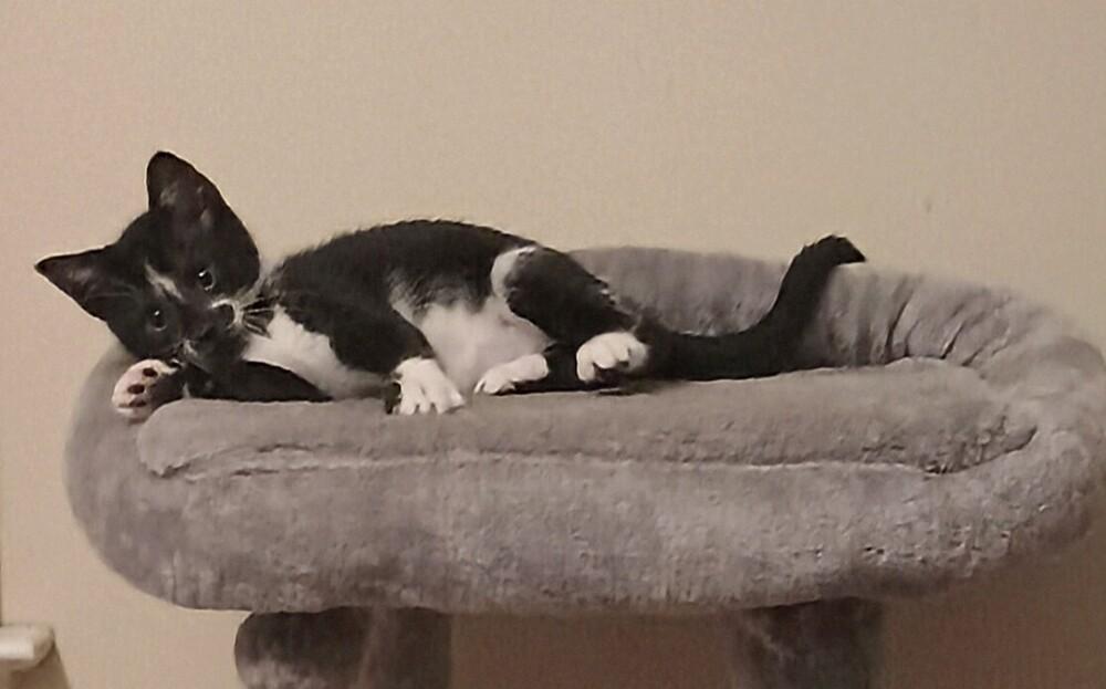 Enlarge Emmy, a Adoptable Domestic Short Hair in Henrico, VA image 3/4