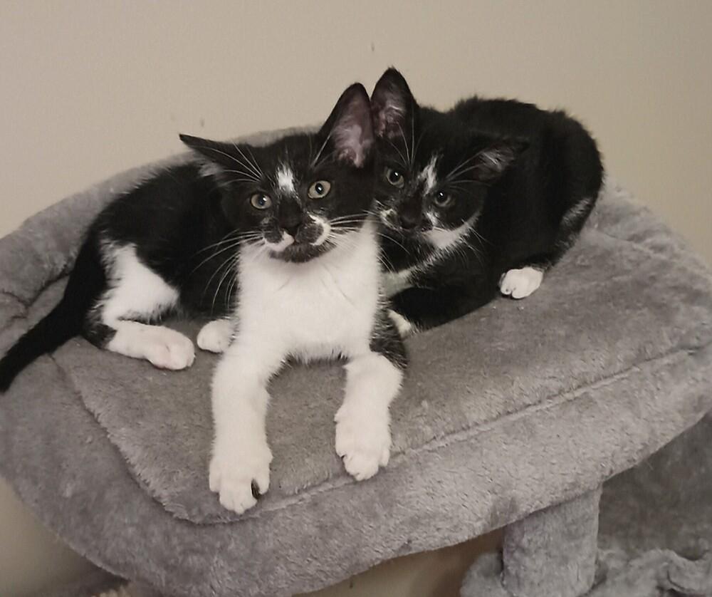 Emmy, Adoptable, Kitten Female Domestic Short Hair.