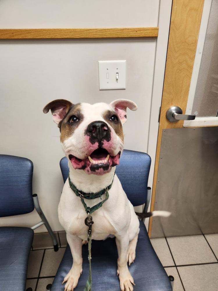 Enlarge Newton, a Adoptable mixed breed in Wake Forest, NC image 1/6