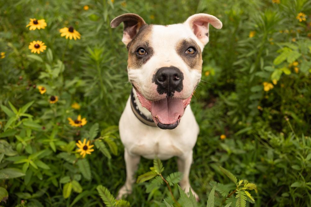 Enlarge Newton, a Adoptable mixed breed in Wake Forest, NC image 2/6