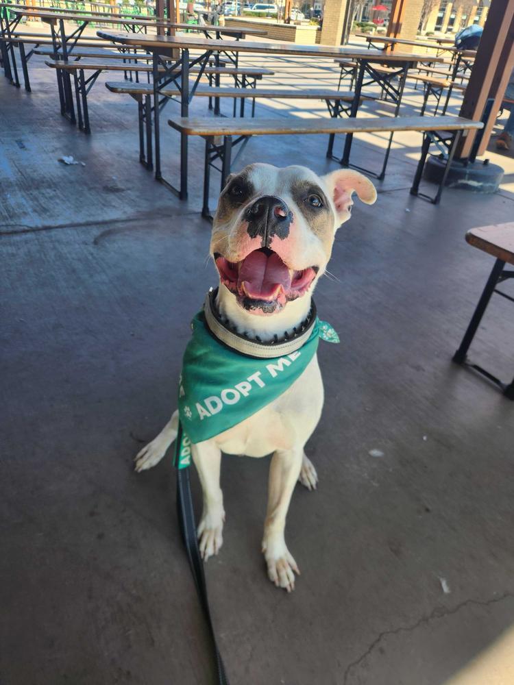 Enlarge Newton, a Adoptable mixed breed in Wake Forest, NC image 2/6