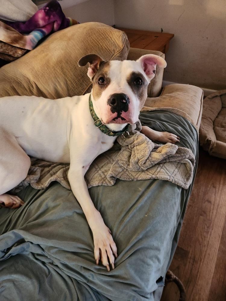 Enlarge Newton, a Adoptable mixed breed in Wake Forest, NC image 2/6