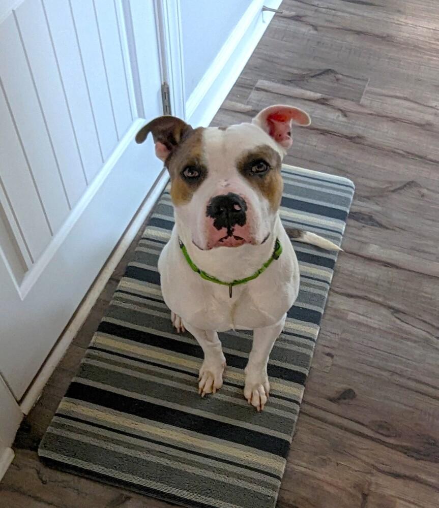 Enlarge Newton, a Adoptable mixed breed in Wake Forest, NC image 3/6