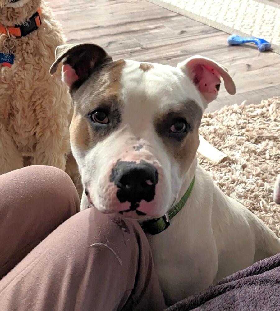 Enlarge Newton, a Adoptable mixed breed in Wake Forest, NC image 4/6