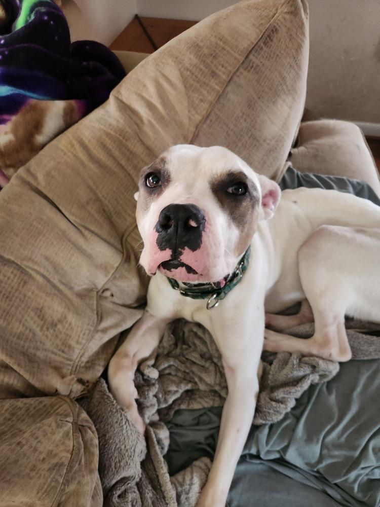 Enlarge Newton, a Adoptable mixed breed in Wake Forest, NC image 5/6