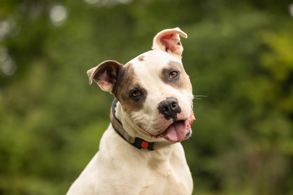 Enlarge Newton, a Adoptable mixed breed in Wake Forest, NC image 5/6