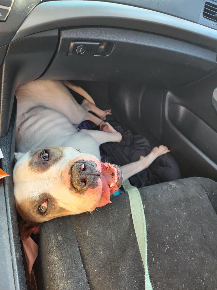 Enlarge Newton, a Adoptable mixed breed in Wake Forest, NC image 6/6