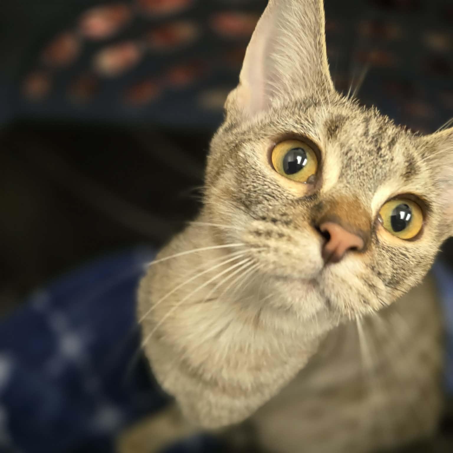 Enlarge Hazel, a ADOPTABLE mixed breed in Santa Clara, CA image 4/4