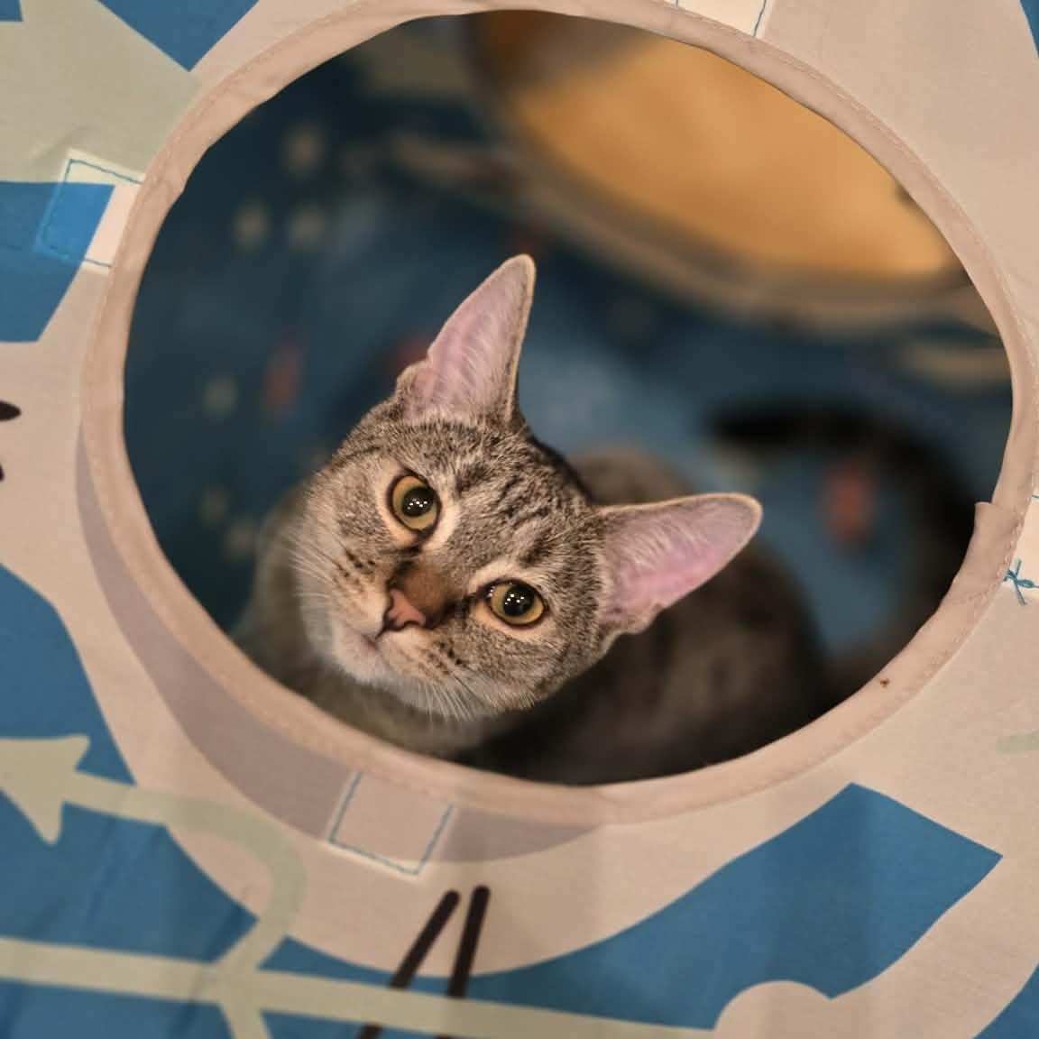 Hazel, ADOPTABLE, Kitten Female Domestic Short Hair & Ocicat.