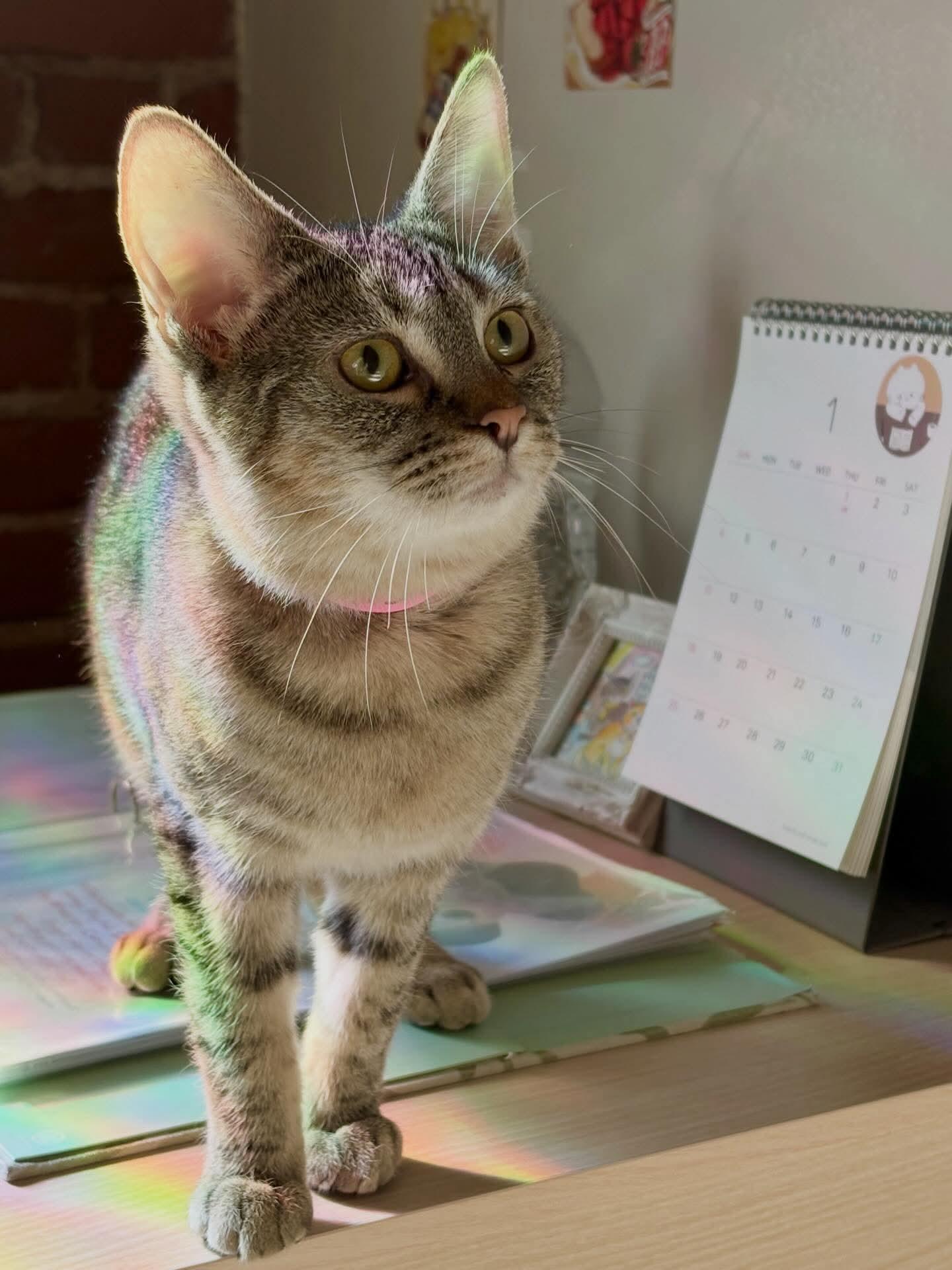 Hazel, a ADOPTABLE mixed breed in Santa Clara, CA image 6/6