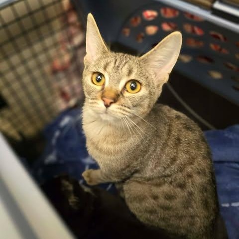 Enlarge Hazel, a ADOPTABLE mixed breed in Santa Clara, CA image 3/4