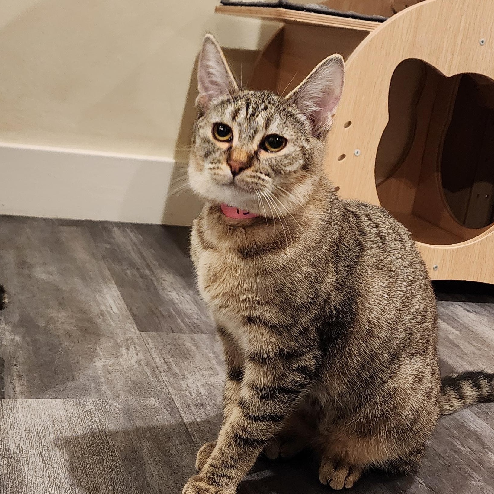 Hazel, a ADOPTABLE mixed breed in Santa Clara, CA image 5/6