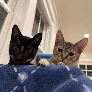 Enlarge Hazel, a ADOPTABLE mixed breed in Santa Clara, CA image 2/4