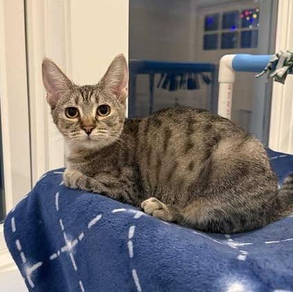 Enlarge Hazel, a ADOPTABLE mixed breed in Santa Clara, CA image 1/4