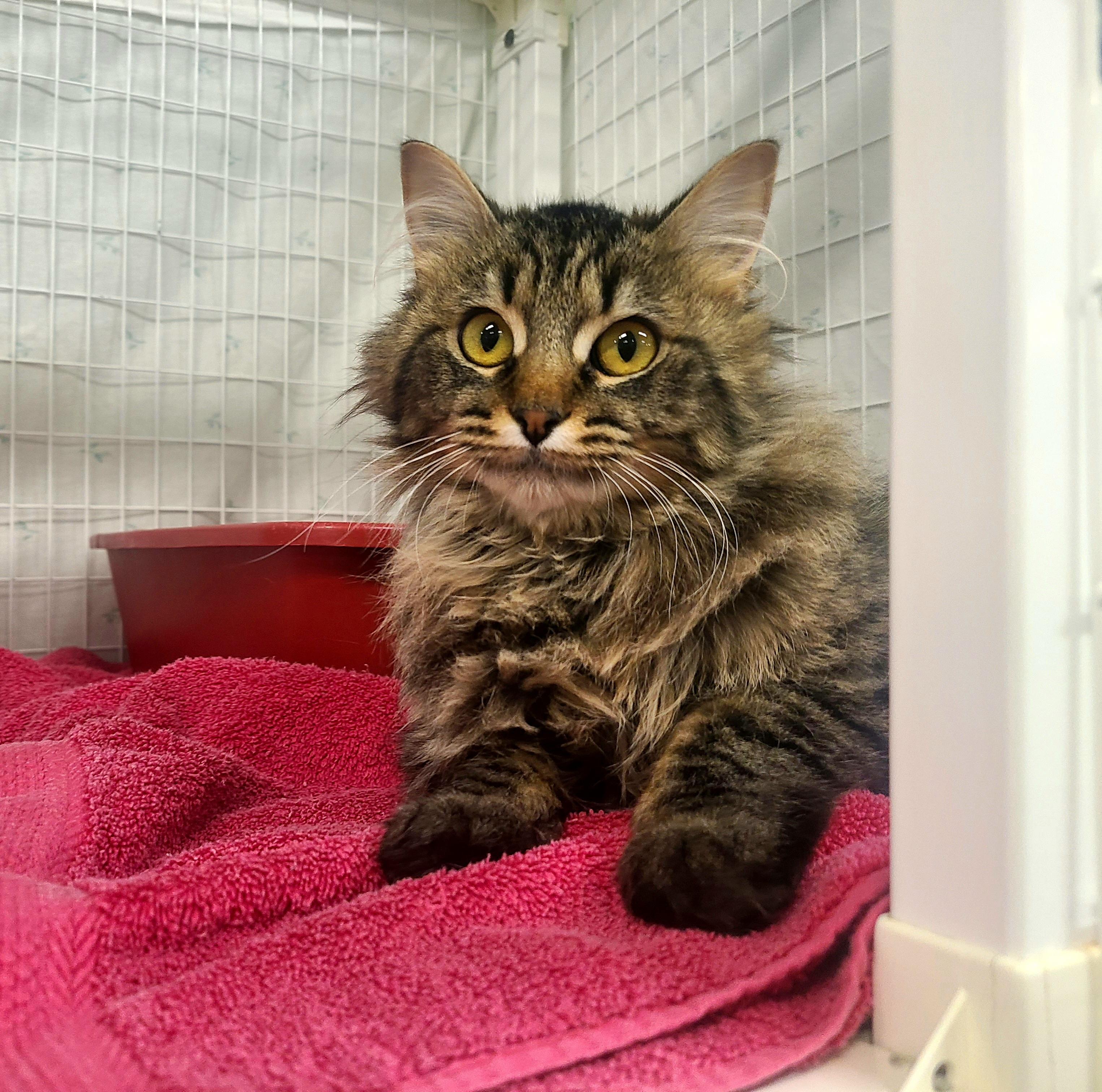 Nora, adopted, Kitten Female Domestic Long Hair.