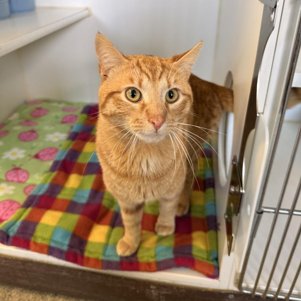 Enlarge Gold Top, an adopted Domestic Short Hair in Grass Valley, CA image 1/2