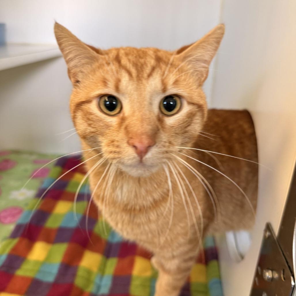 Enlarge Gold Top, an adopted Domestic Short Hair in Grass Valley, CA image 2/2