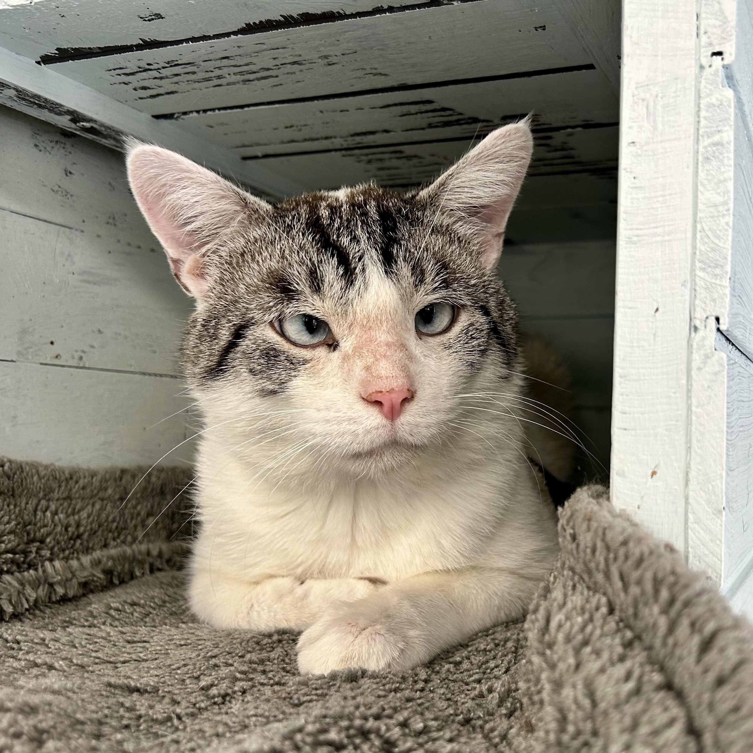 Eugene - ADOPTION PENDING, an adoption pending mixed breed in Grand Rapids, MI image 5/6