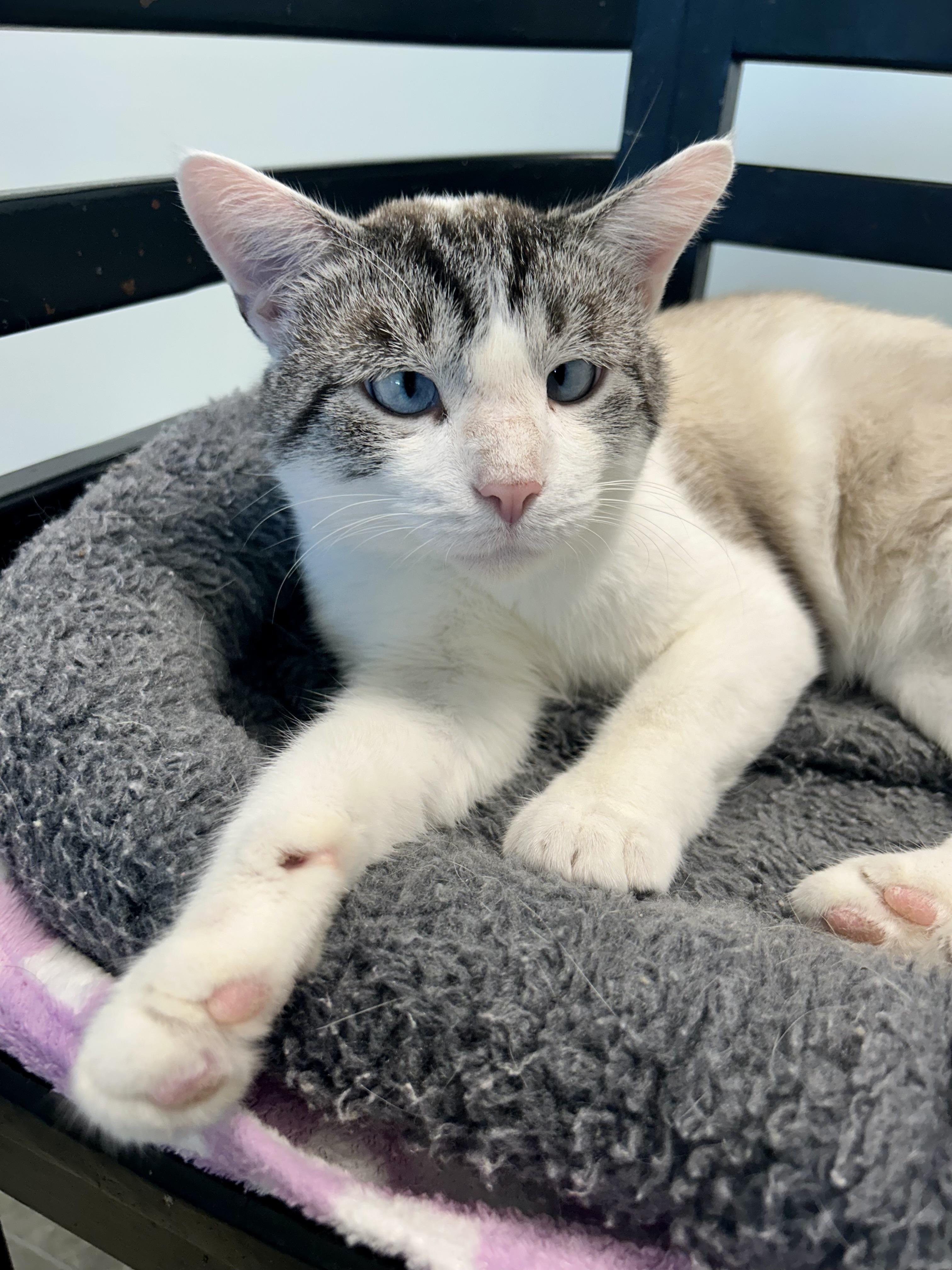 Eugene - ADOPTION PENDING, an adoption pending mixed breed in Grand Rapids, MI image 1/6