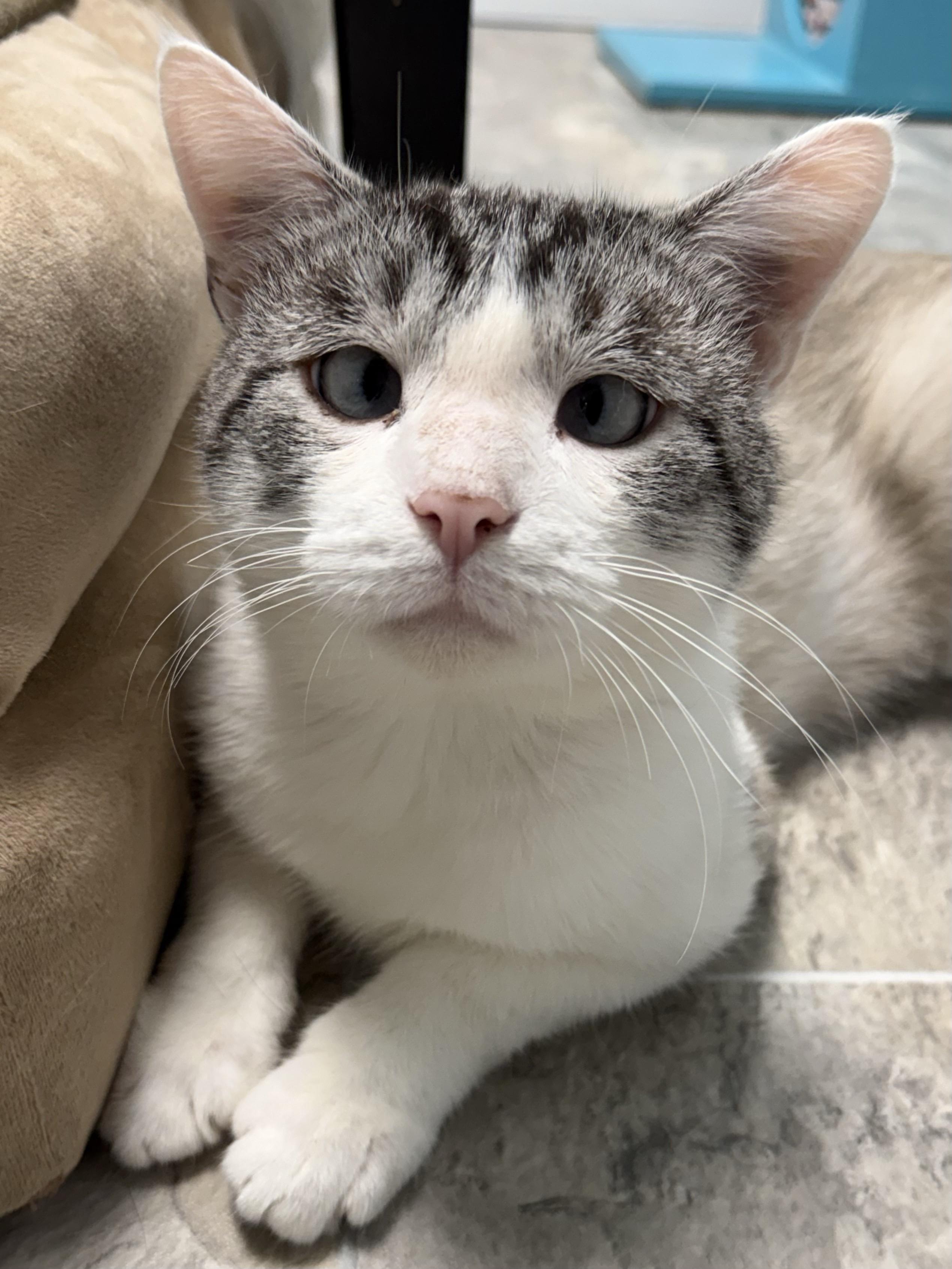 Eugene - ADOPTION PENDING, an adoption pending mixed breed in Grand Rapids, MI image 2/6