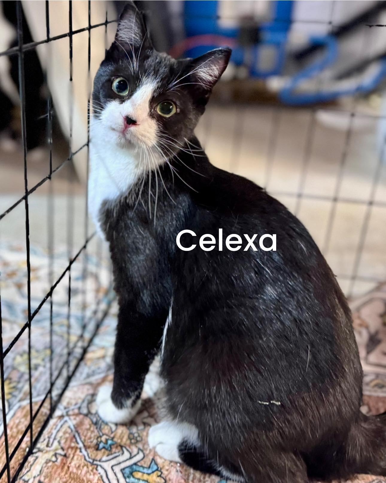 Celexa, ADOPTABLE, Adult Female Domestic Short Hair.