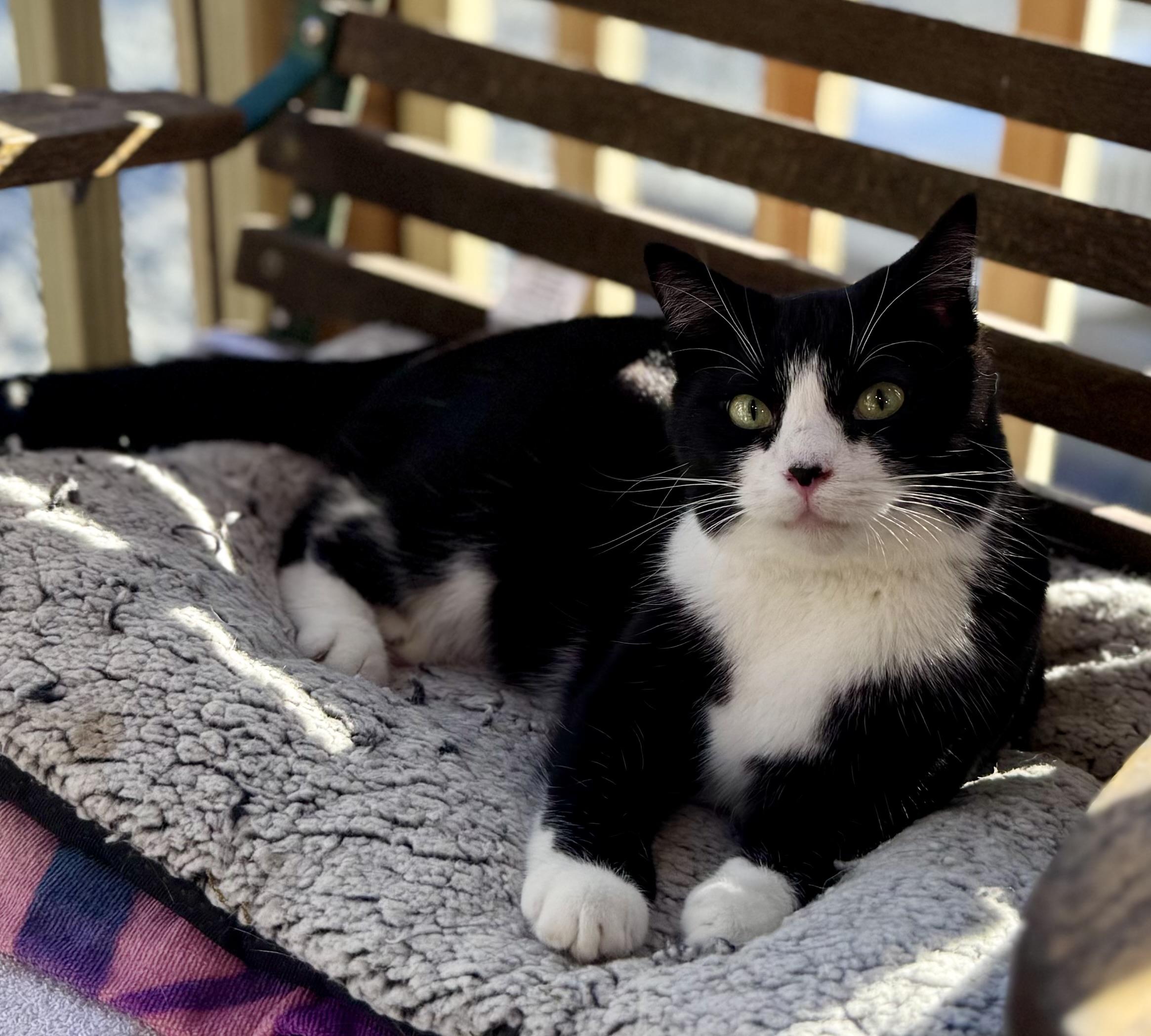 Enlarge Celexa, a ADOPTABLE Domestic Short Hair in Rixeyville, VA image 3/4