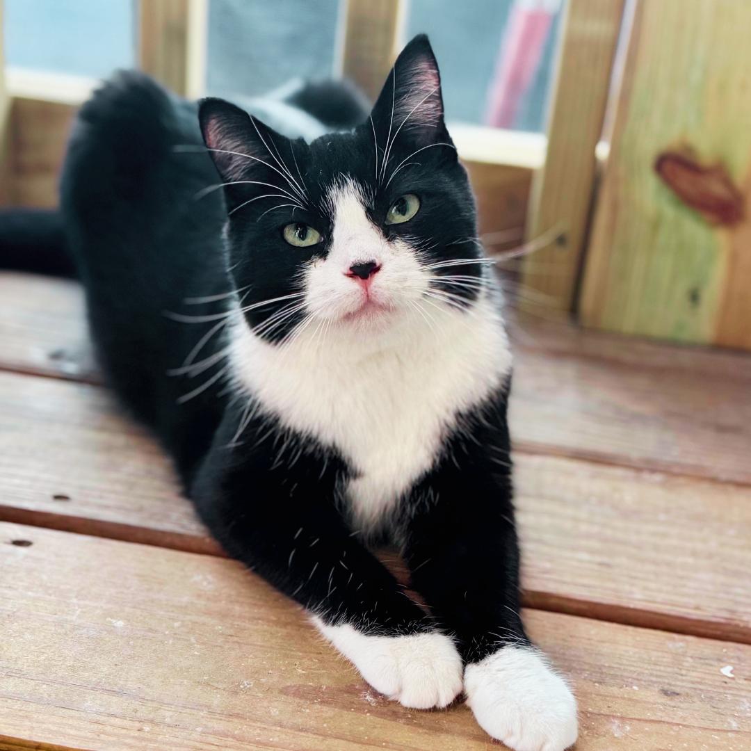 Enlarge Celexa, a ADOPTABLE Domestic Short Hair in Rixeyville, VA image 2/4