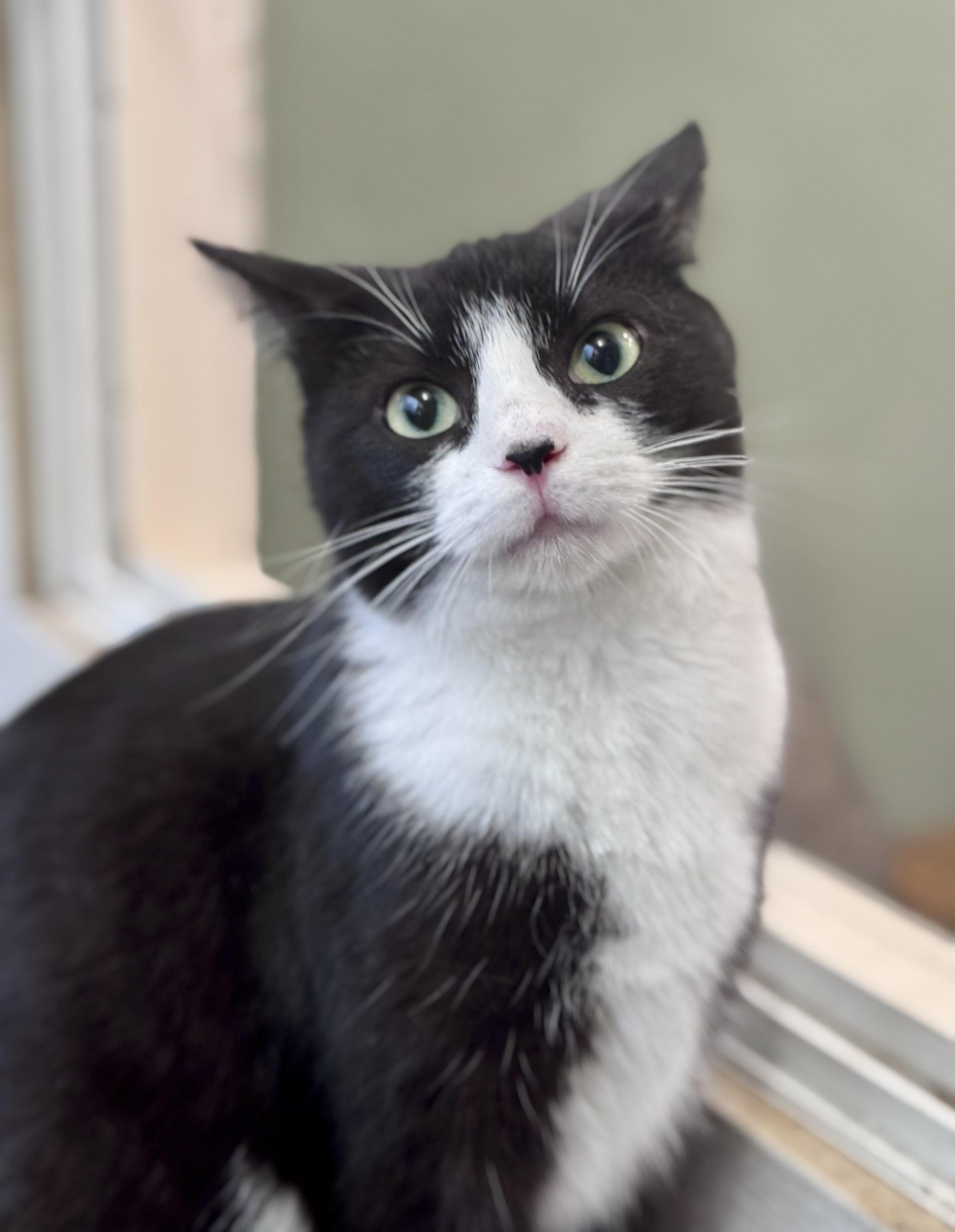 Enlarge Celexa, a ADOPTABLE Domestic Short Hair in Rixeyville, VA image 4/4