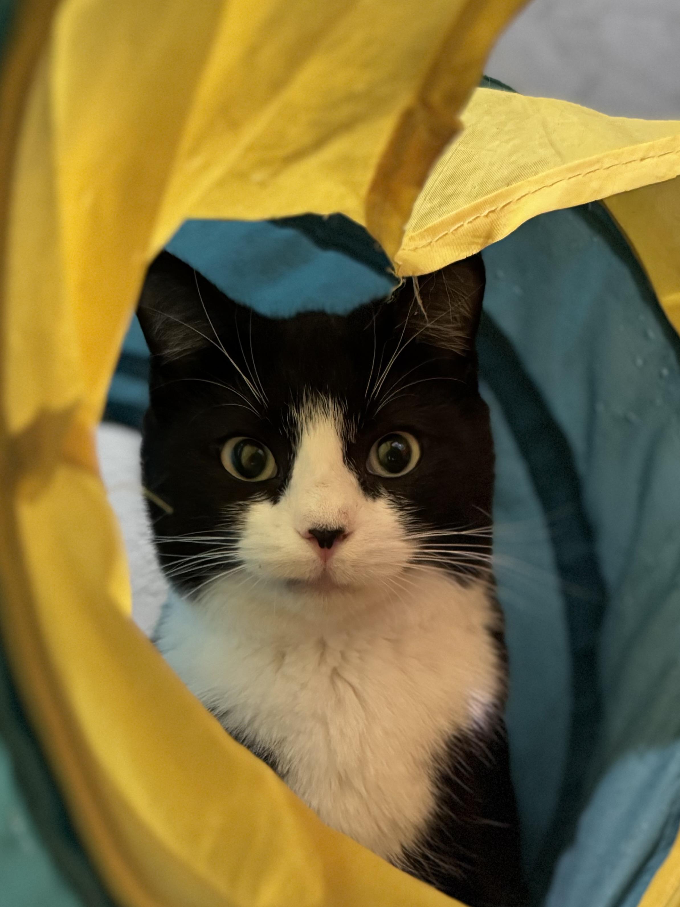 Celexa, ADOPTABLE, Adult Female Domestic Short Hair.