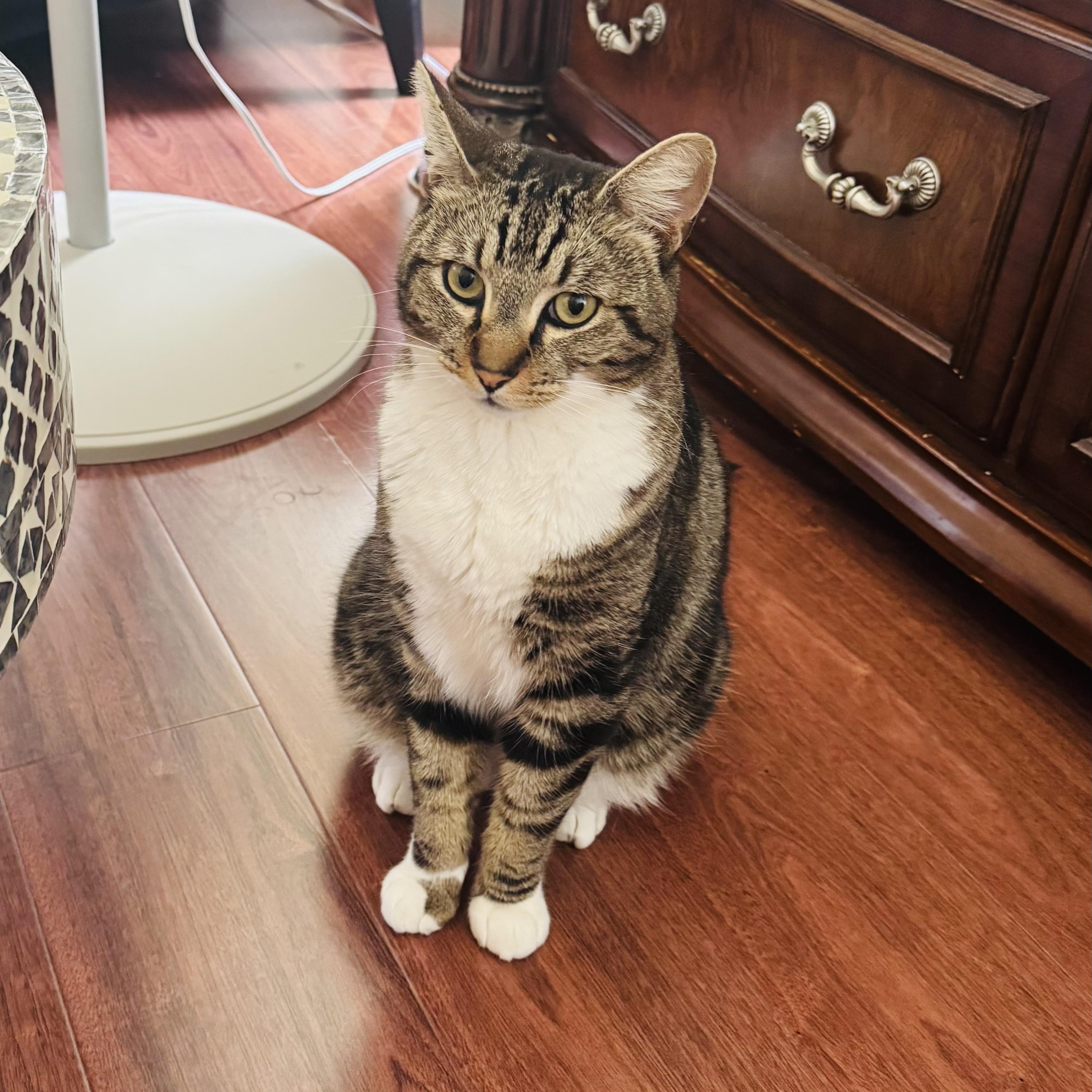 Shiv, ADOPTABLE, Adult Male Tabby.