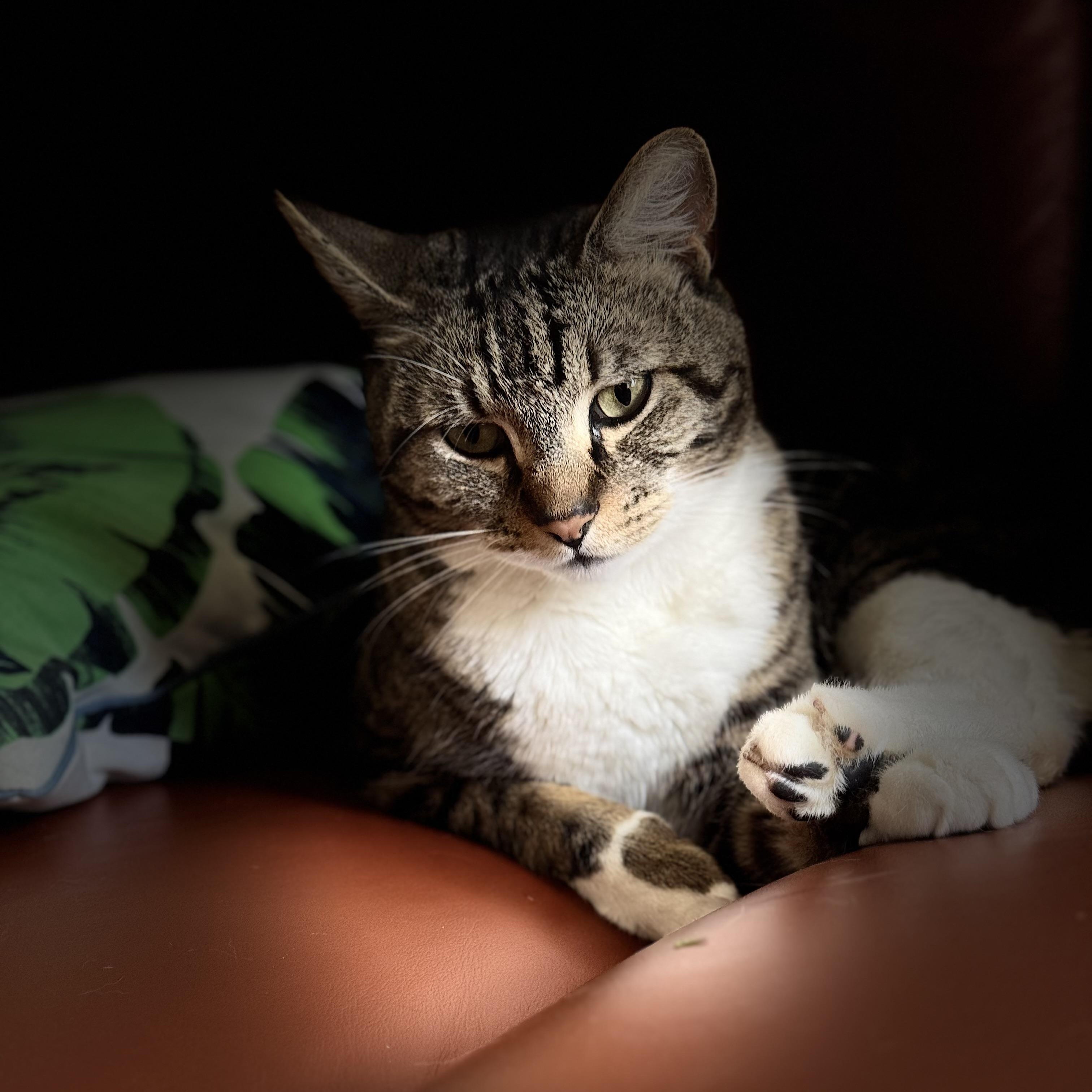 Shiv, a ADOPTABLE Tabby in Sacramento, CA image 2/6