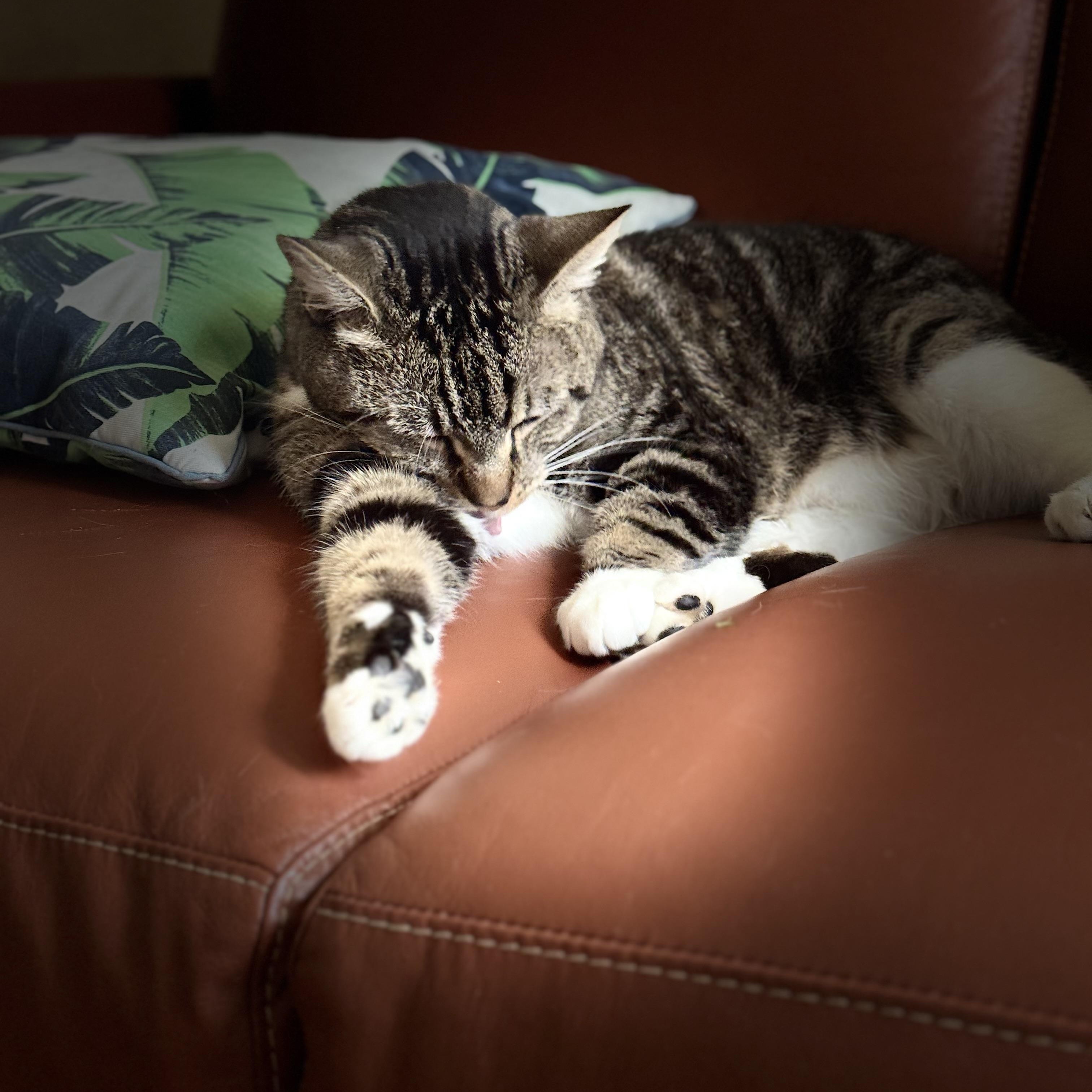 Shiv, a ADOPTABLE Tabby in Sacramento, CA image 5/6