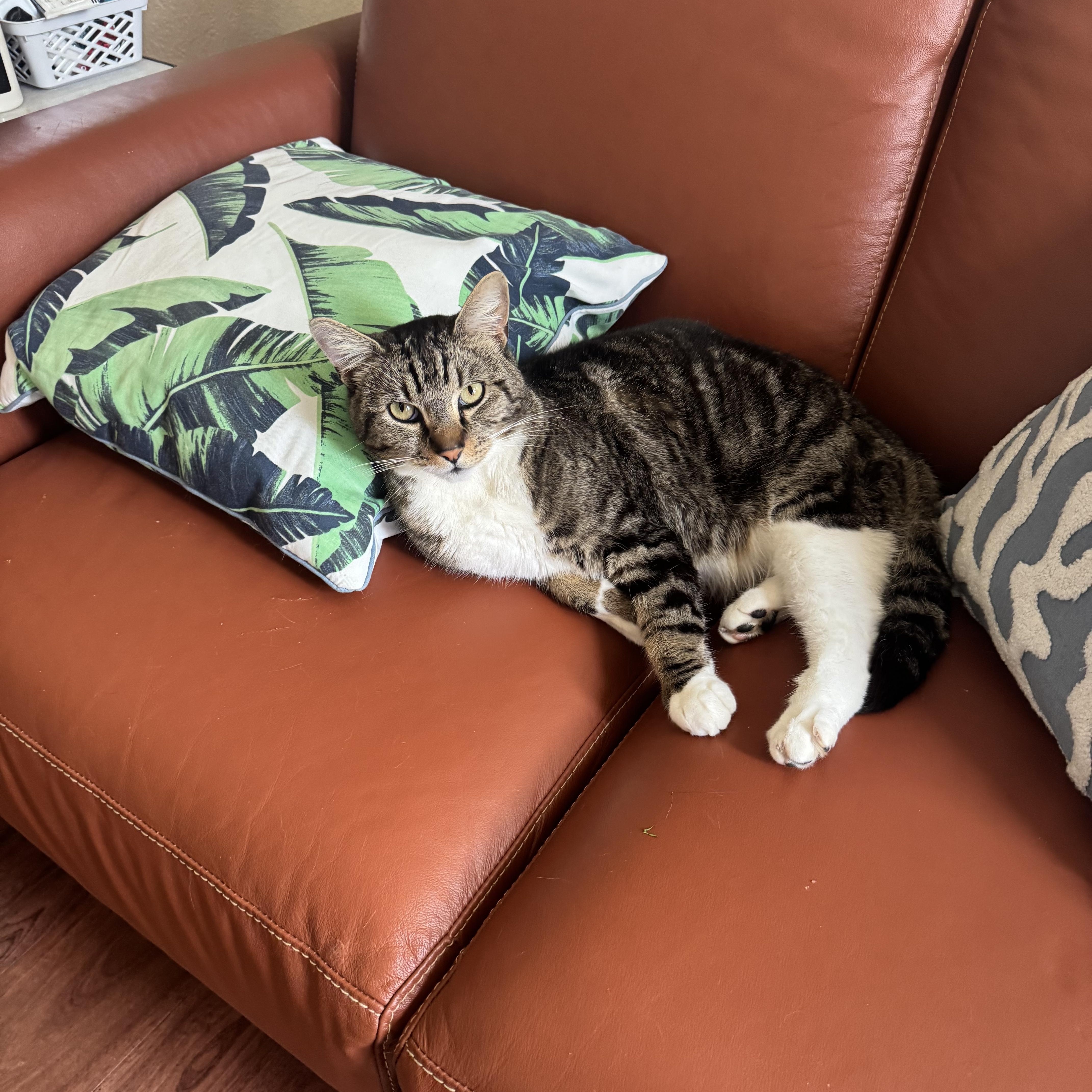 Shiv, a ADOPTABLE Tabby in Sacramento, CA image 3/6