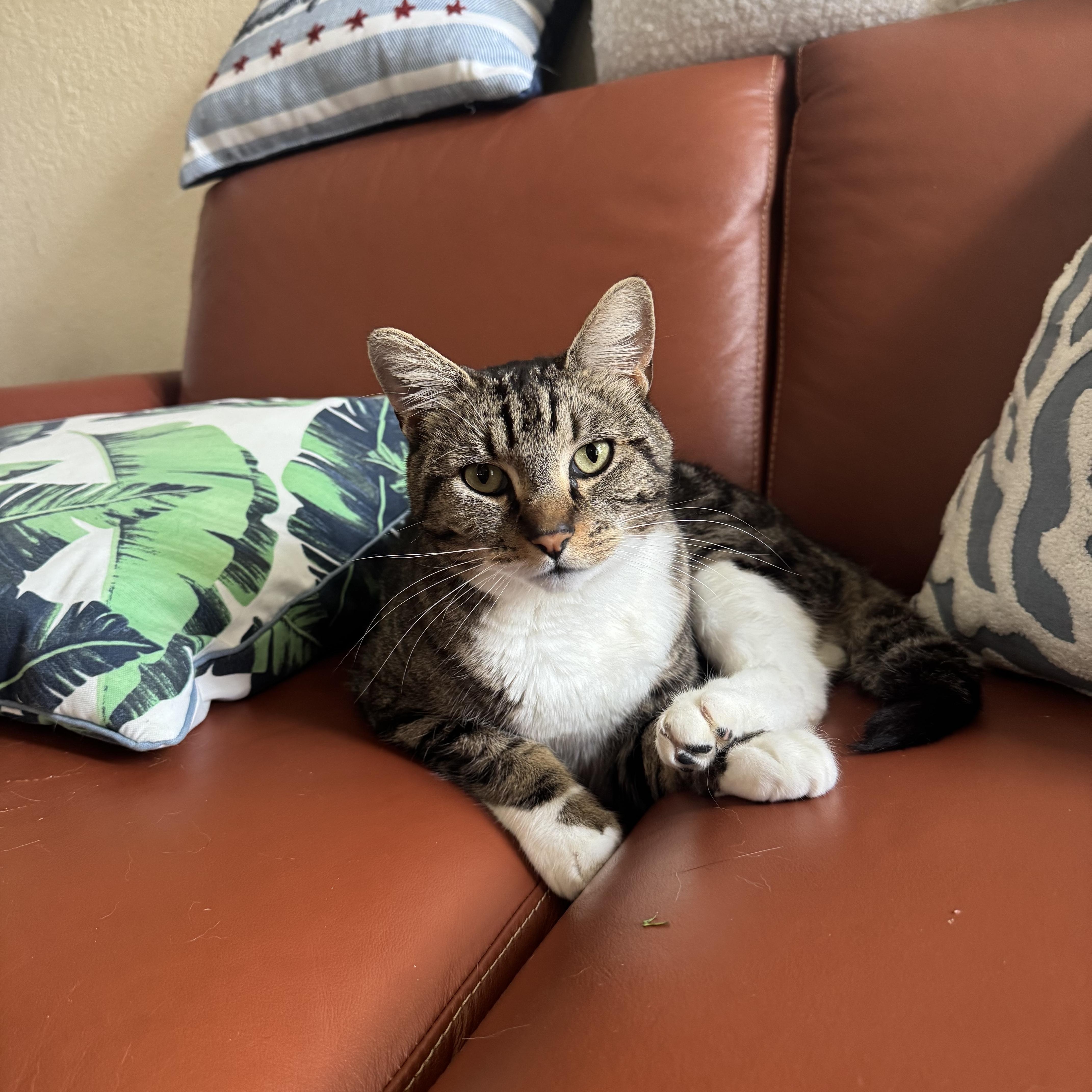 Shiv, a ADOPTABLE Tabby in Sacramento, CA image 4/6