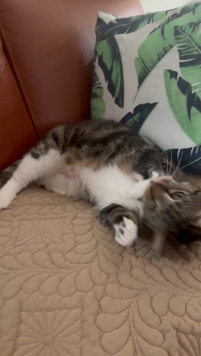 Enlarge Shiv, a ADOPTABLE Tabby in Sacramento, CA video 6/6