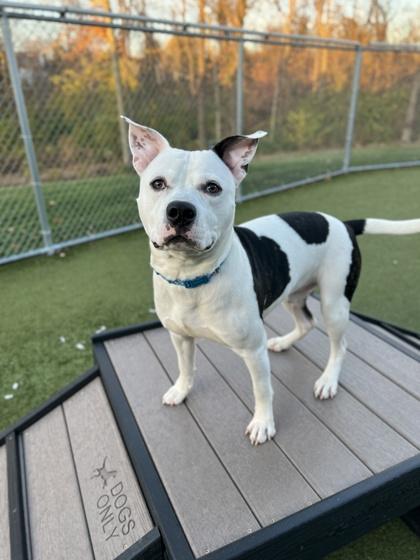 Moose — thumbnail 2