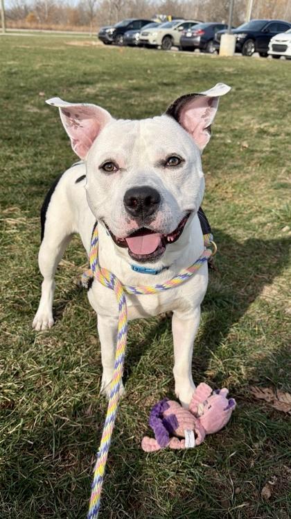 Moose — thumbnail 3