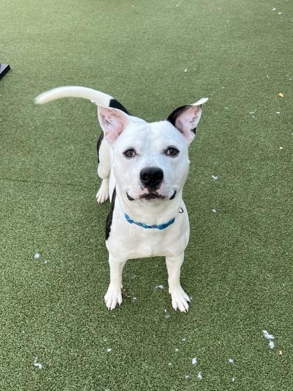 Moose — thumbnail 6