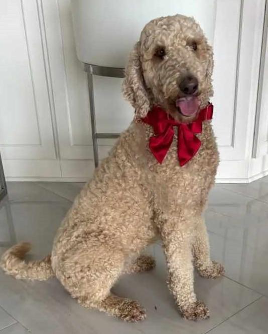 Honey, an adoptable Aussiedoodle in Boerne, TX, 78006 | Photo Image 5