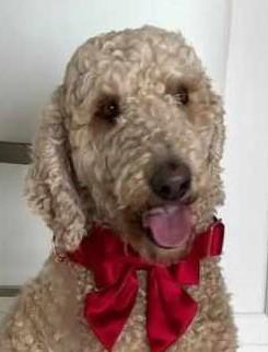 Honey, an adoptable Aussiedoodle in Boerne, TX, 78006 | Photo Image 1