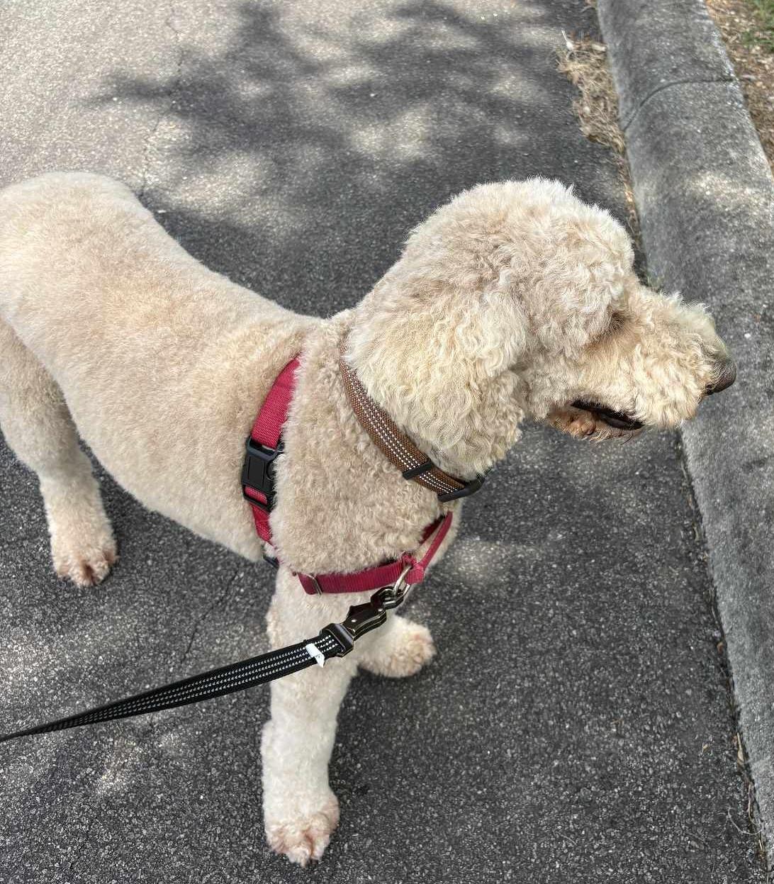 Honey, an adoptable Aussiedoodle in Boerne, TX, 78006 | Photo Image 4