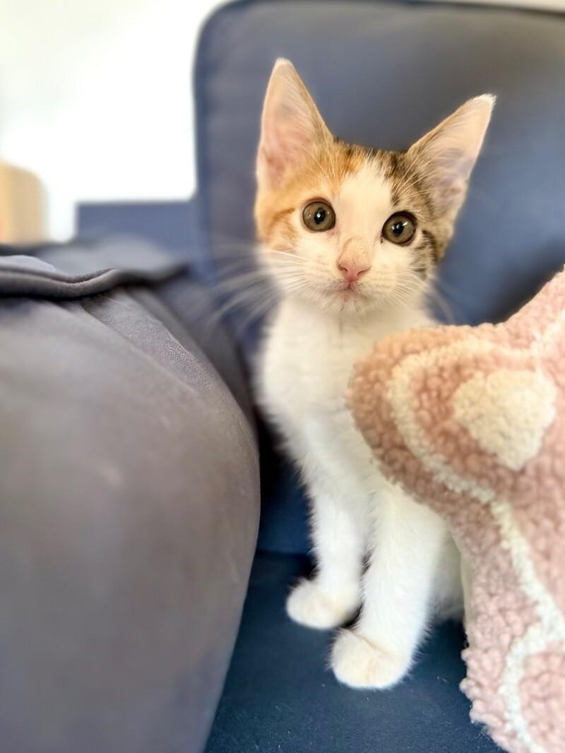 Lil Cali