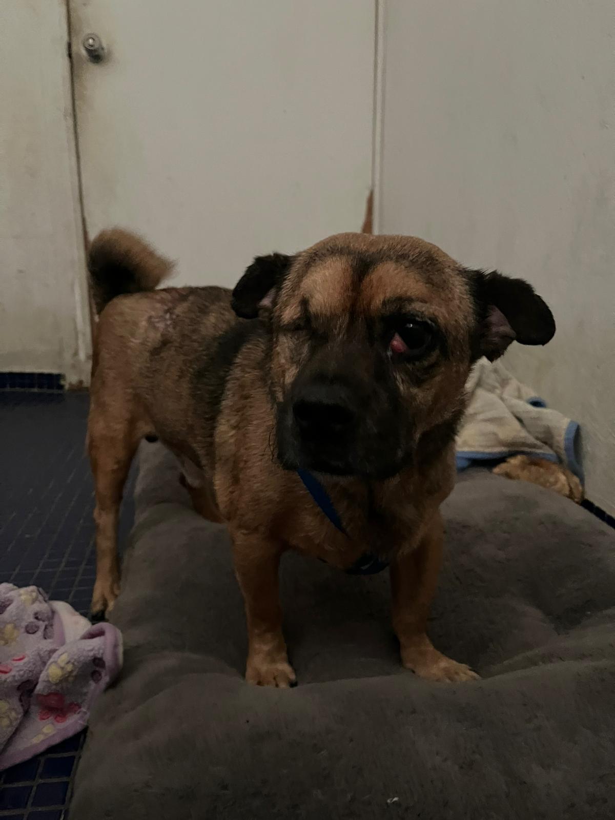 Enlarge Gus, a Adoptable mixed breed in Loiza, PR image 1/3