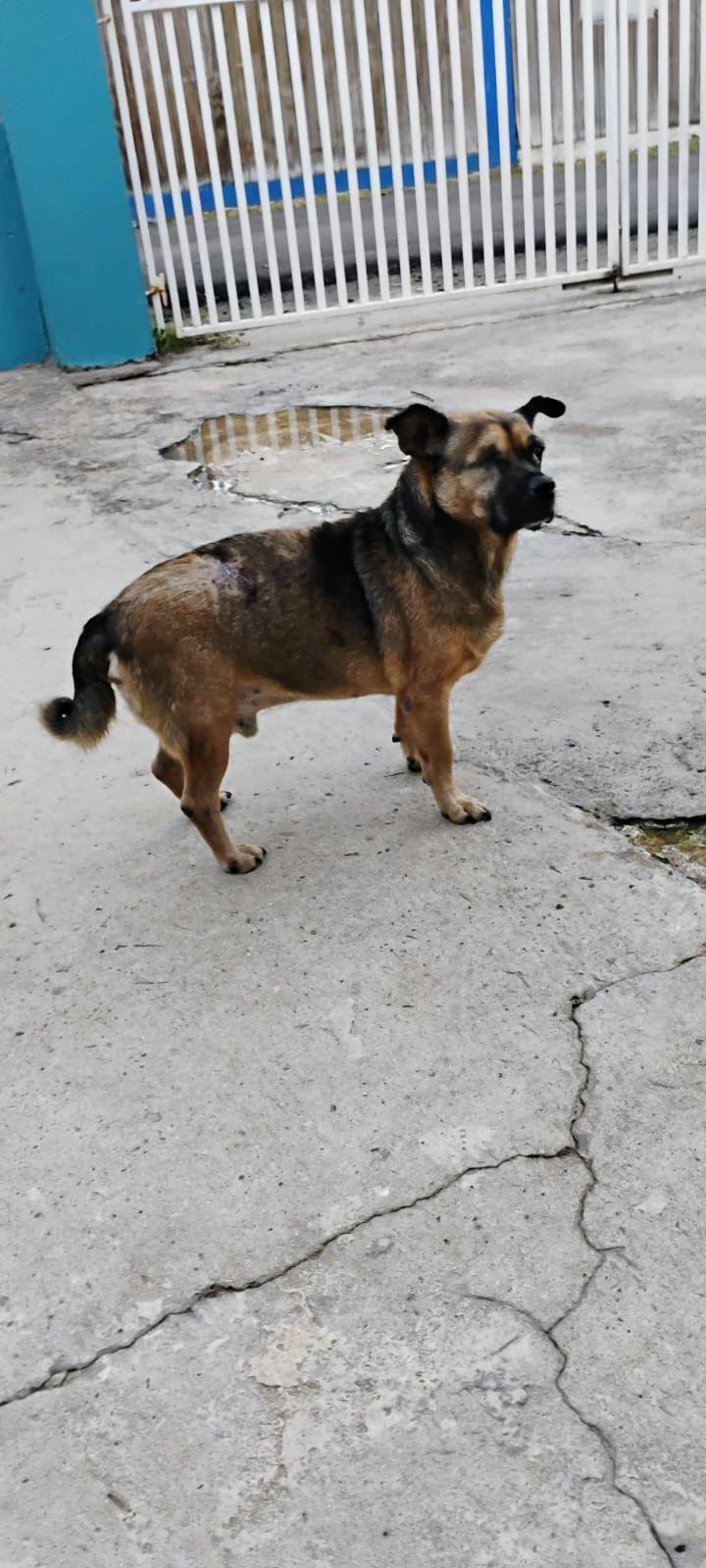 Enlarge Gus, a Adoptable mixed breed in Loiza, PR image 3/3