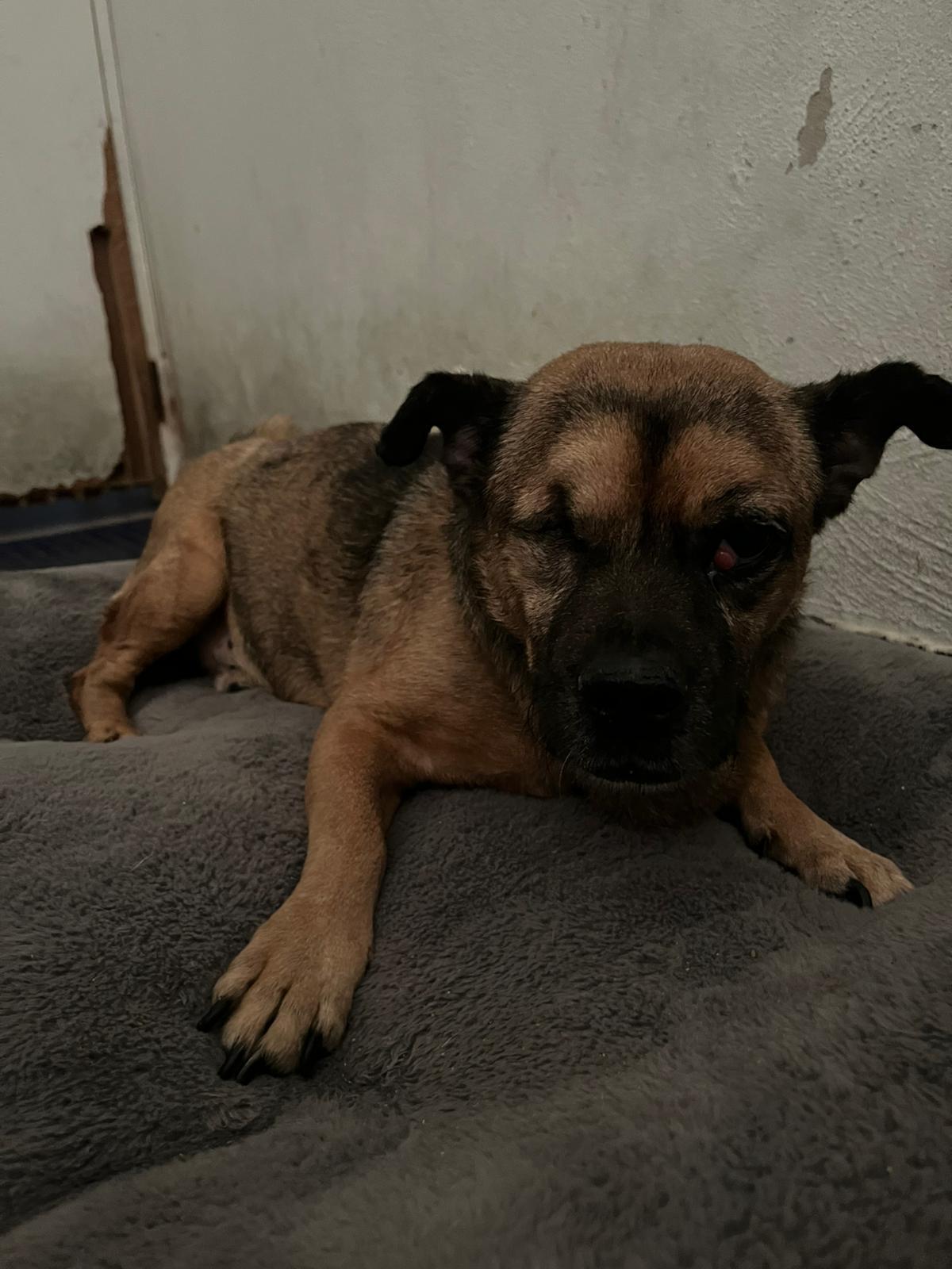 Enlarge Gus, a Adoptable mixed breed in Loiza, PR image 2/3